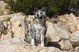 AKITA INU 239